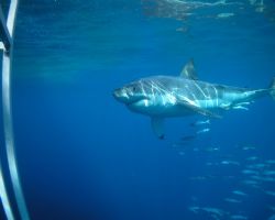 Great white, Guadalupe Island, September, 2005. Tetra Coo... by Kent Bonde 